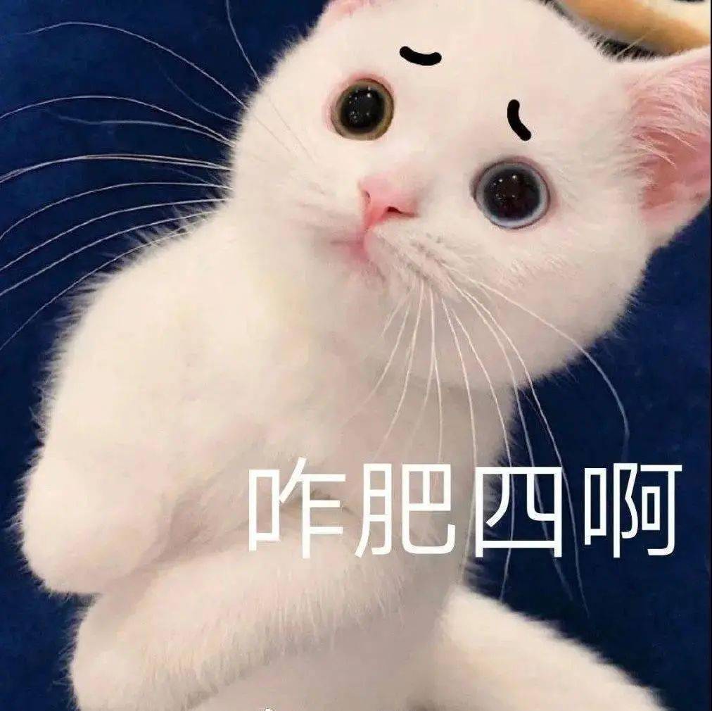 【沙雕猫表情包】蛋崽表情包