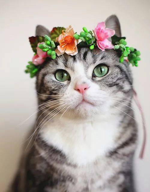 yuuzkittyĴɺϷ?Ⱦ