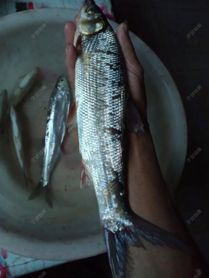 白浪丝27公分大约二两,同等长度的青尾鱼,重量是白浪丝的三倍多
