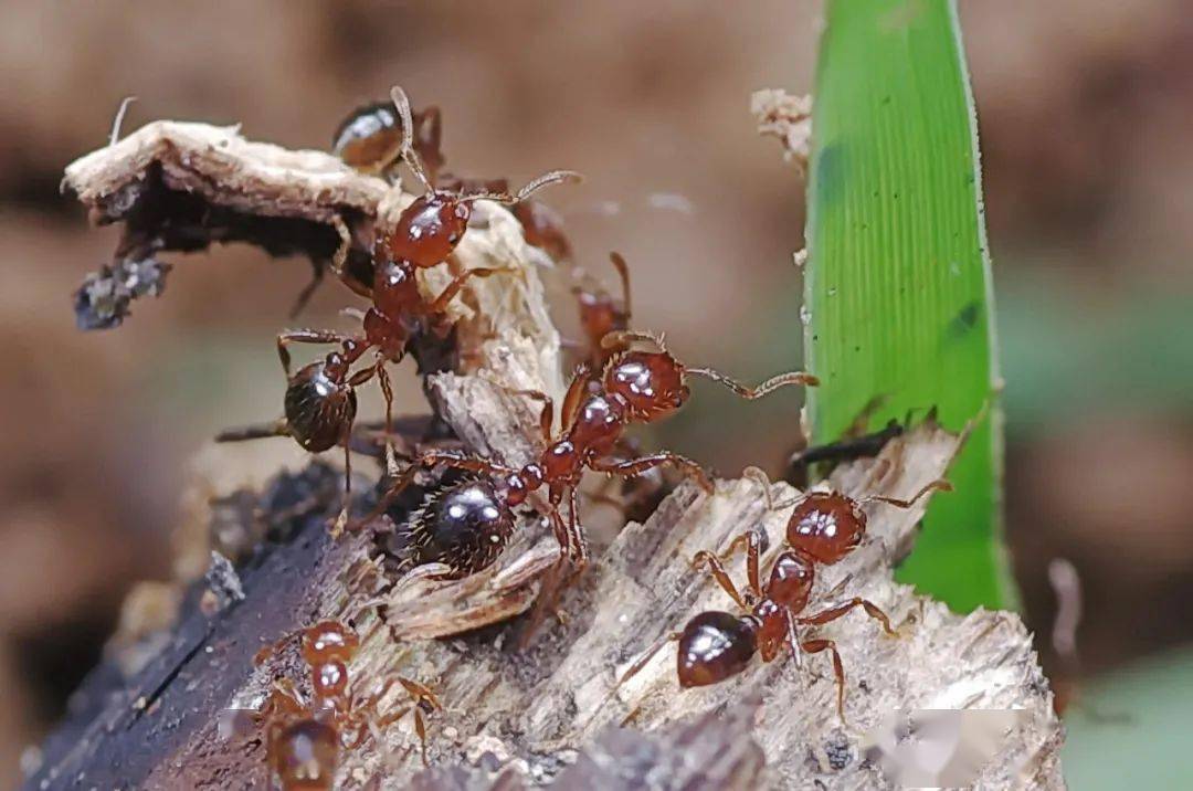 红火蚁饲养图片