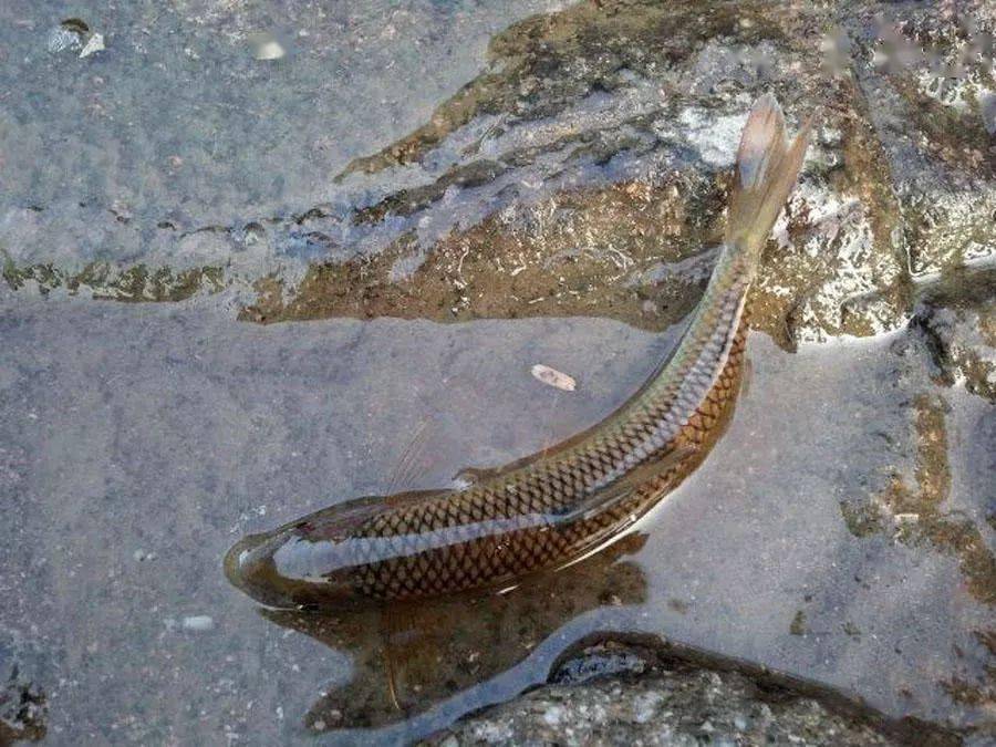 家乡的苦花鱼一定要在原生态的环境中才能存活