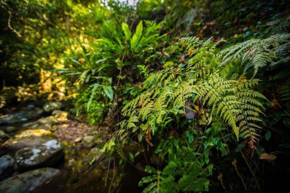 环保科普丨海南鹦哥岭国家级自然保护区