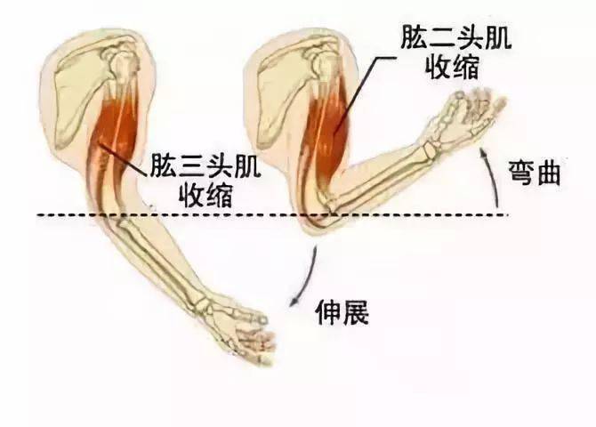 肘关节动作演示图图片
