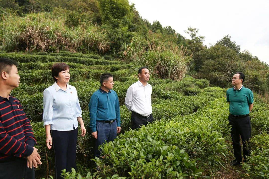 县领导到元善镇检查指导乡村振兴和精准扶贫工作