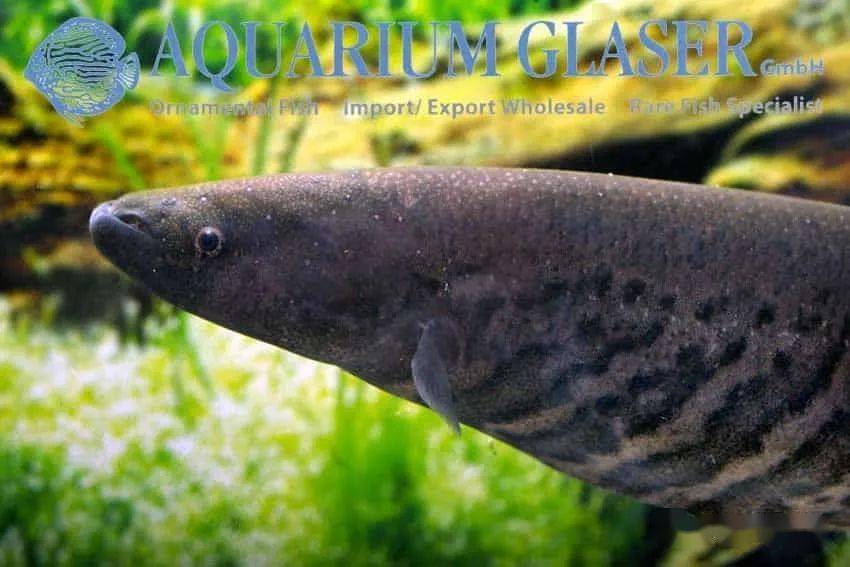 每天认识一种南美鱼|(103)皇冠虎纹飞刀