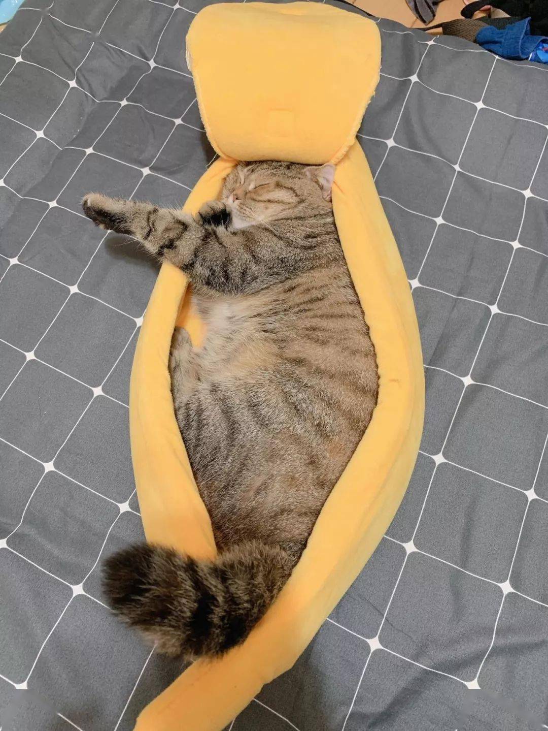 主人给猫买了个香蕉船结果萌翻了上万网友