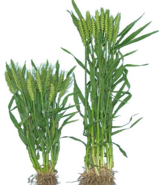 右侧为分离出的可育植株,给左侧的矮败小麦授粉以后,其杂交后代中总是