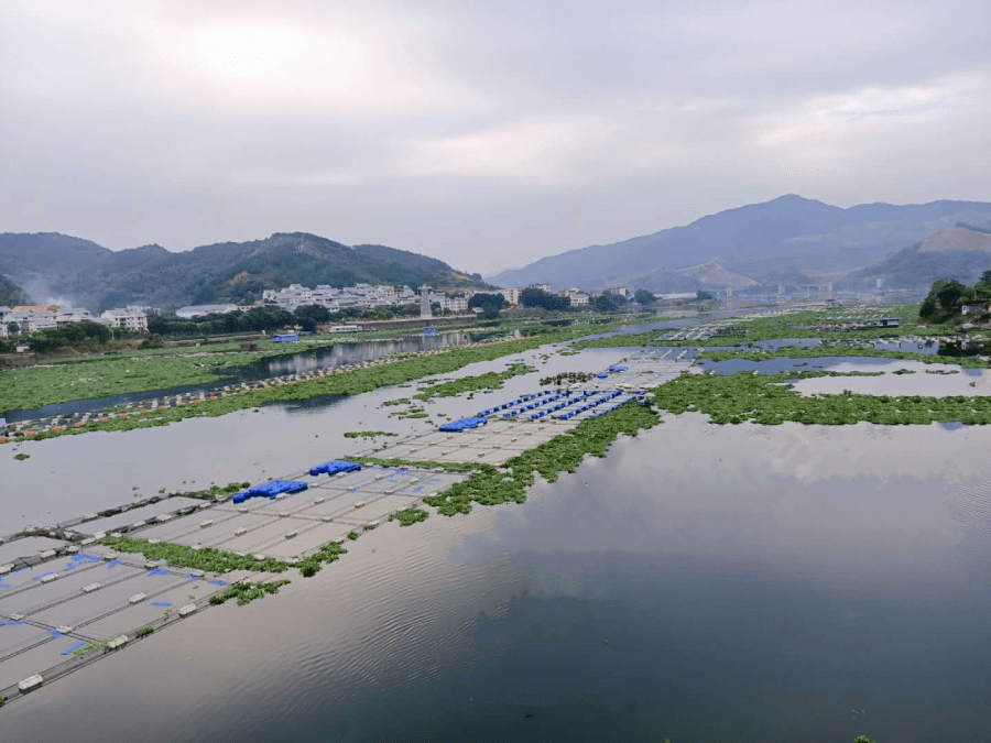 再接再厉加大力度推进水上养殖改造升级工作在闽江水口库区全面落地