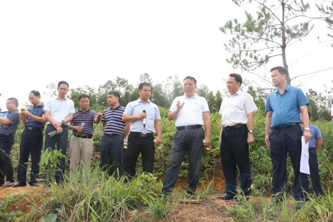 占地面积约7000亩计划总投资9100万元岑溪红茶种植基地项目落地筋竹