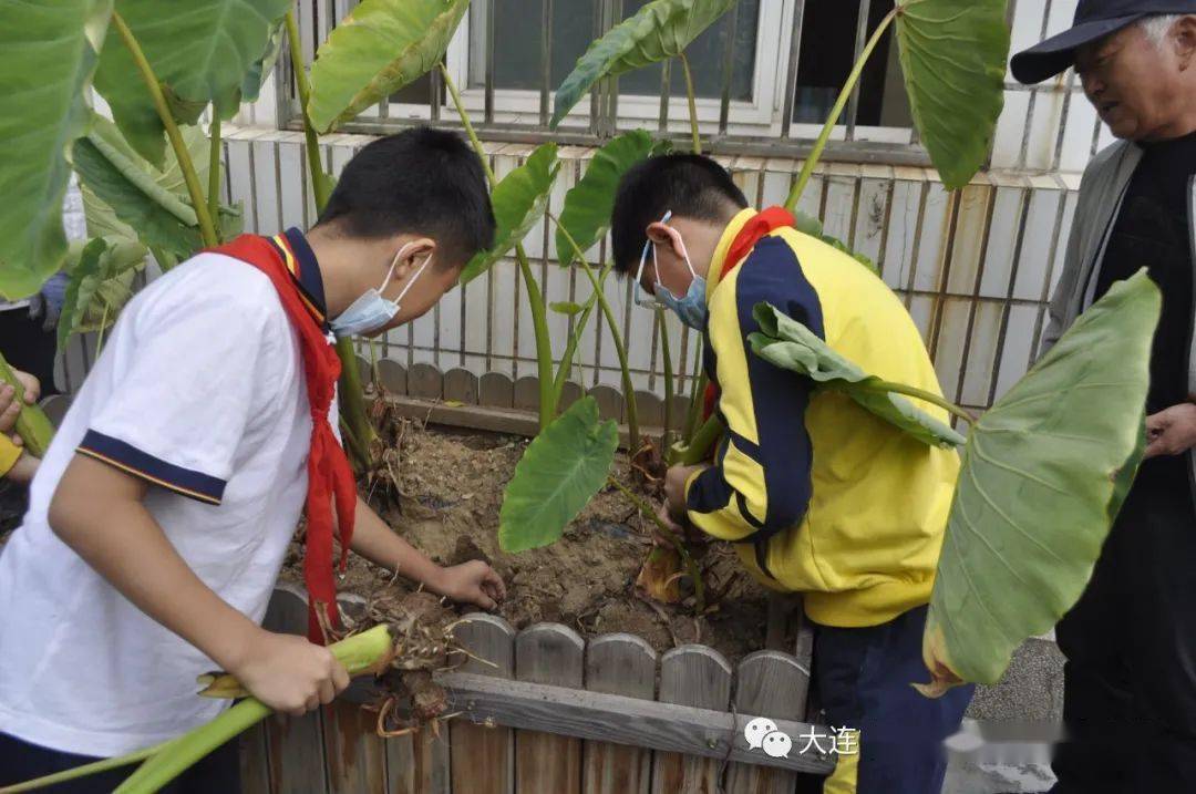 抚顺街小学—种植园"起芋"记
