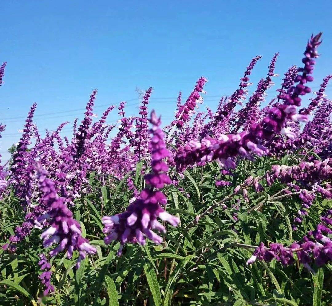 激動上海這裡大片薰衣草粉黛花海粉色沙灘美翻了秋季遊園賞花僅299元