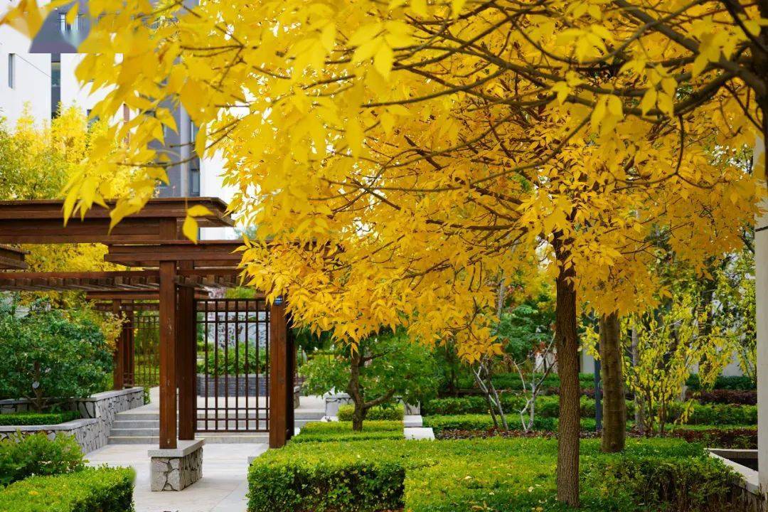 谁说近处无风景,中卫一小区的秋景已经足够醉人