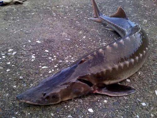 男子非法捕捞中华鲟获刑1年