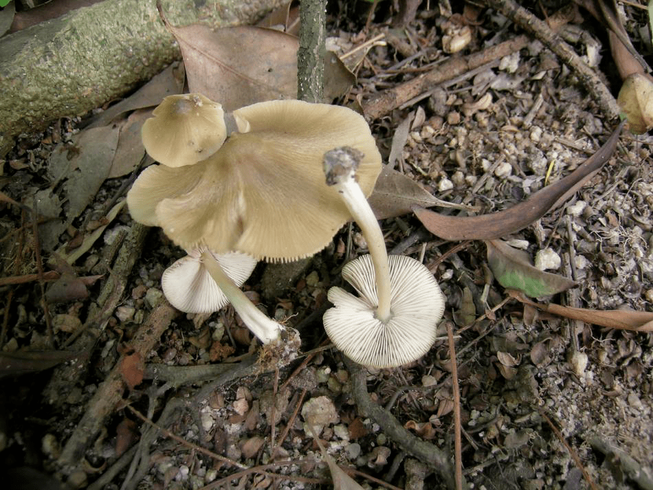 鹅膏,黄盖鹅膏白色变种,裂皮鹅膏,铅绿褶菇(大青褶伞),近江粉褶蕈等