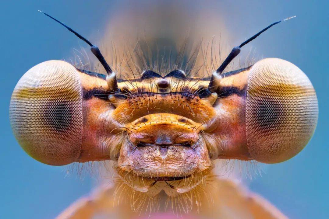 镜头下的世界奇妙物语2020年度特写摄影师大赛获奖公布