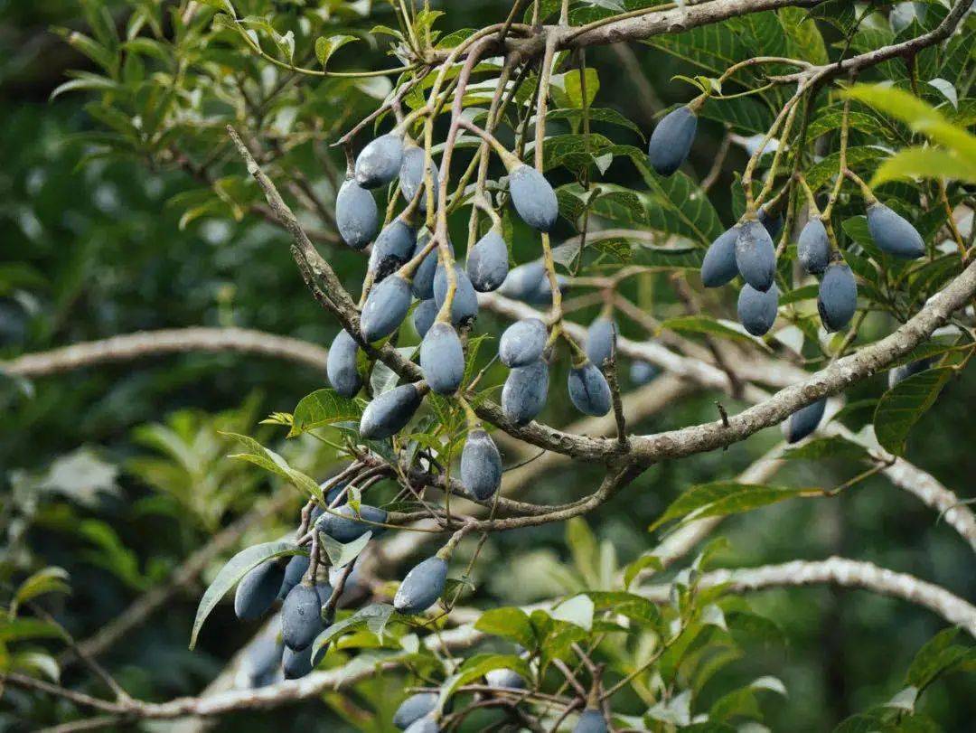 "乌榄之乡"举行乌榄节,一起去增城打榄,吃榄,看榄雕
