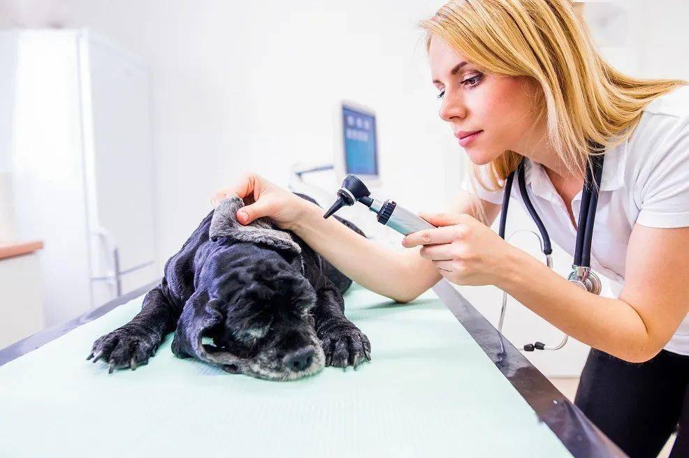 这就叫专业11快来围观兽医学专业啦