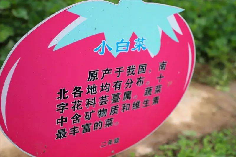 大校园里有个小菜园