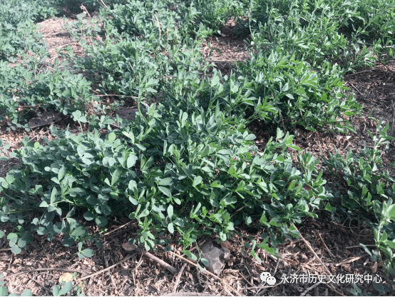 苜蓿根系非常强大,而且有根瘤,能为根部提供氮素营养,一般地力条件下