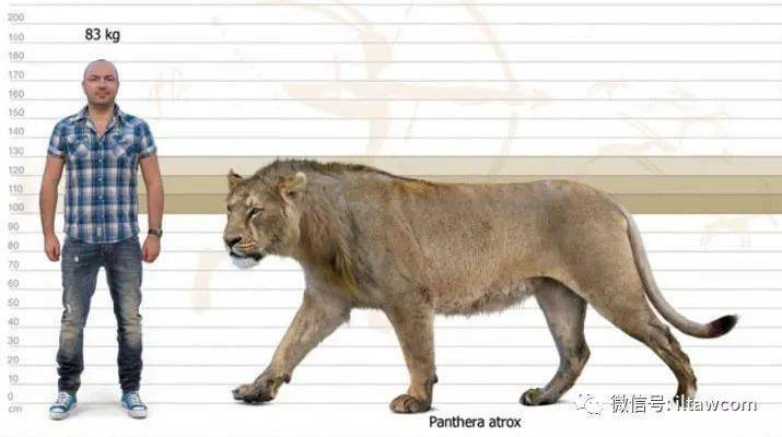 美洲拟狮体型与更新世中期的原始狮大小相近,大于斯剑虎