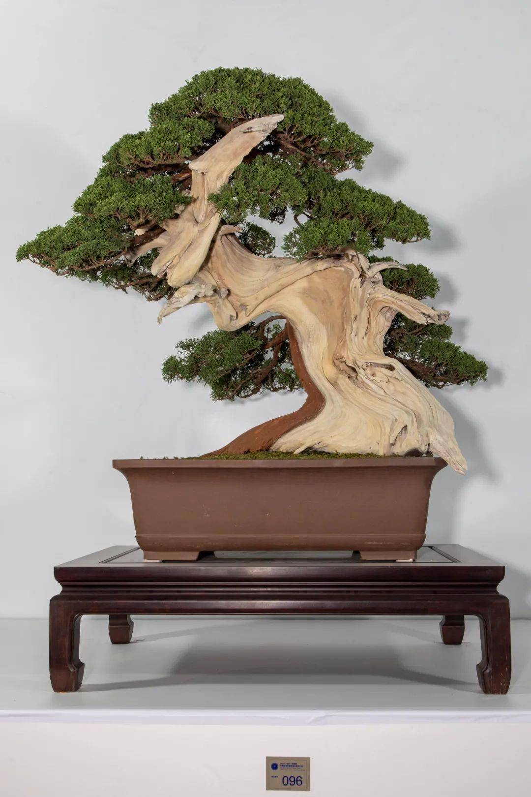 对2020中国尊评选现象的看法暨评奖分数一览_盆景