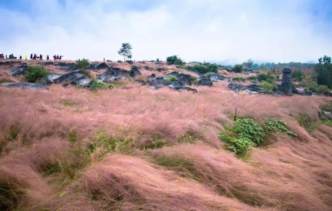 两江粉黛山公园图片