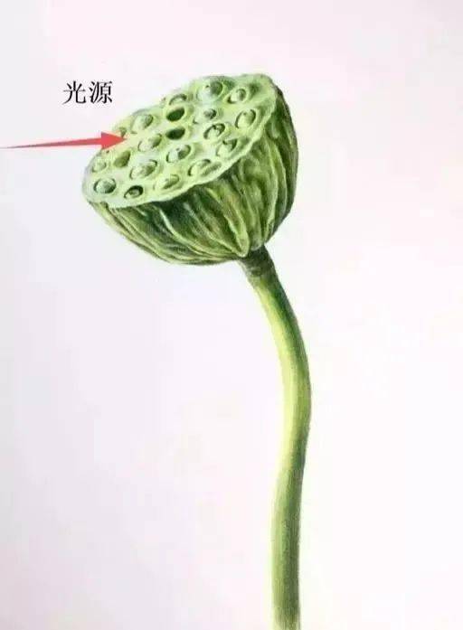 彩铅教程 | 莲蓬彩铅什么颜色适合?