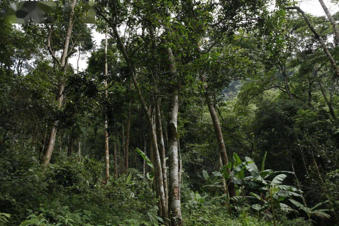 极秘云雾之境紫气升腾又至丨刮风寨