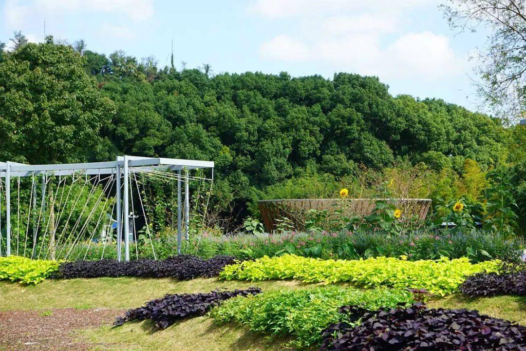 松江入秋後辰山植物園的部分蔬菜已經成熟啦