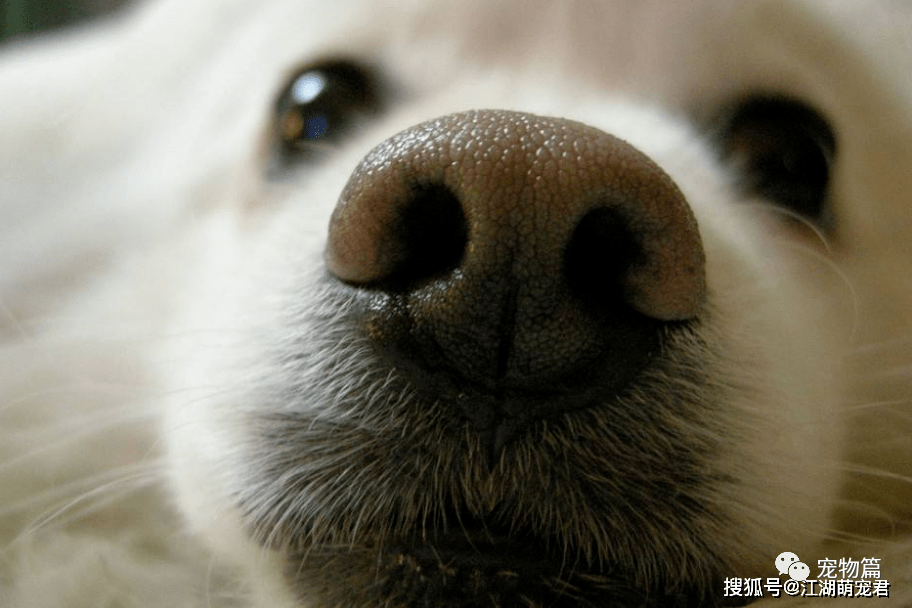 狗狗鼻子变"粉"的六个原因,你可能还不知道吧