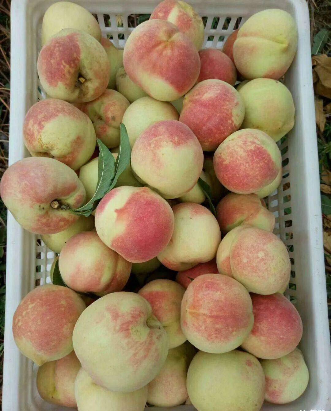 信和商厦总店——源头直采冬桃实地考察开始销售啦!