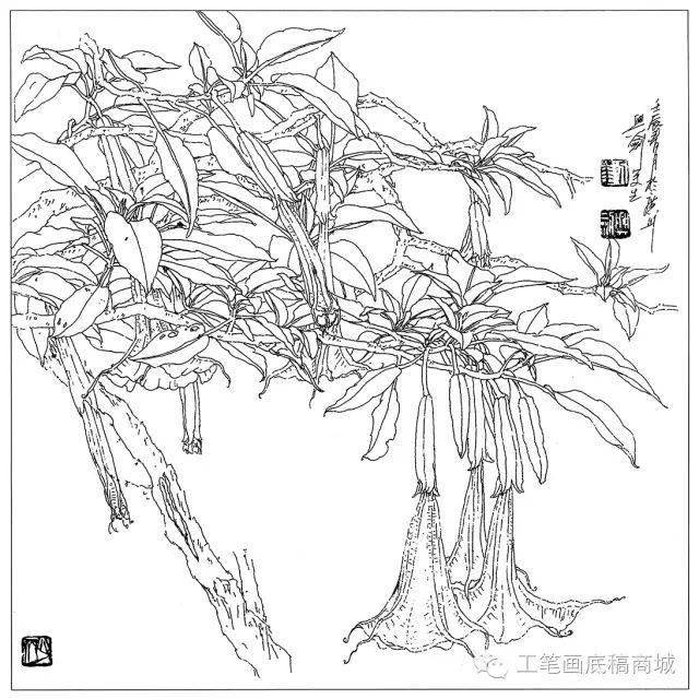 曼陀罗牡丹炮仗花软枝黄蝉四季海棠天竺葵向日葵绣球一串红银钟花