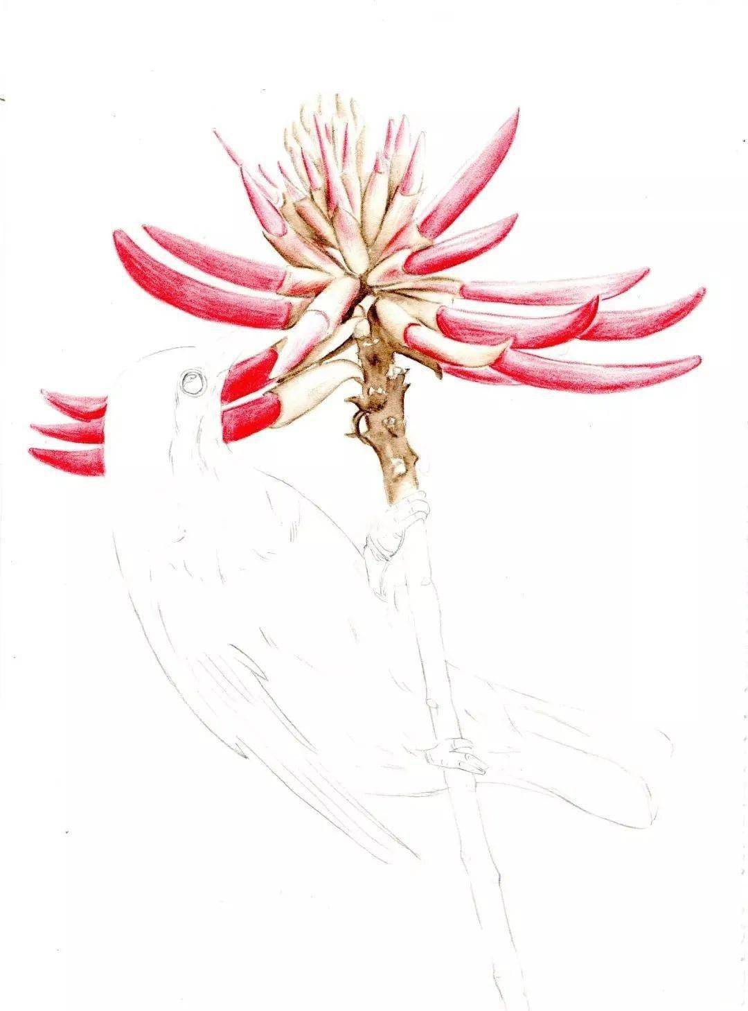 彩铅教程刺桐花与鸟