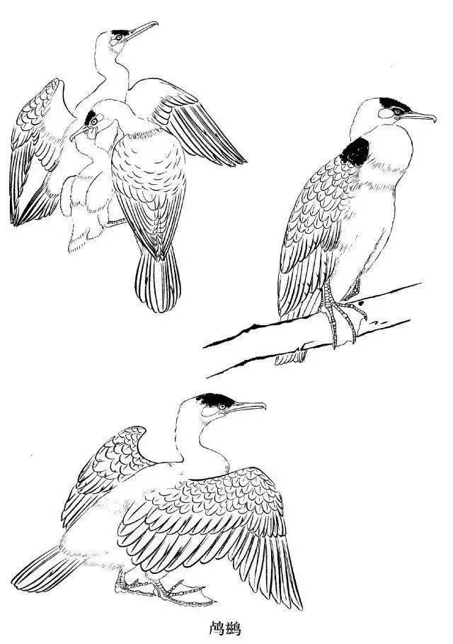 工笔禽鸟线描画法与画谱分享_禽类