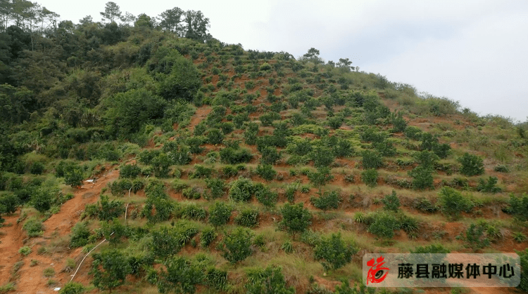 【决胜全面小康】新庆镇均平村:把小特产炼成大产业