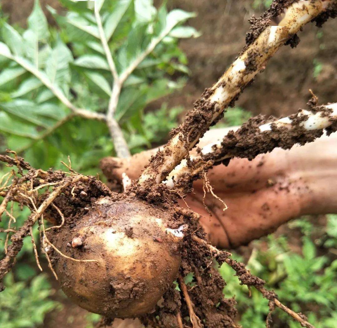 魔芋种植栽培方法