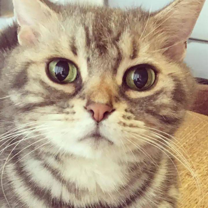 因为不会喝水而火起来的猫,实在太蠢萌了