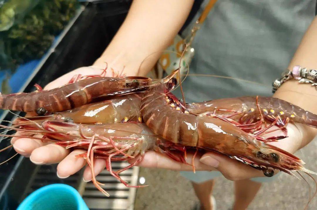 目前,高栏港区推广养殖"虾1号""虾2号"等桂虾良种,具有适应能力强