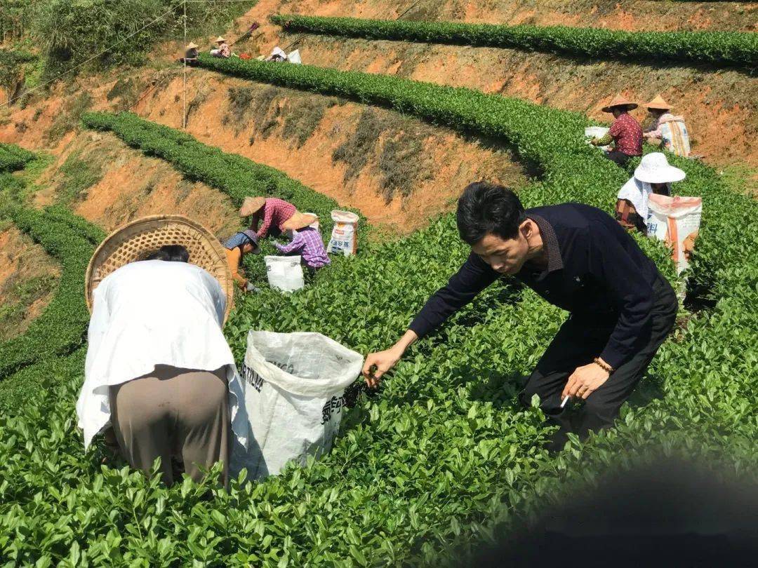 秋茶上市安溪这些人就跟茶农