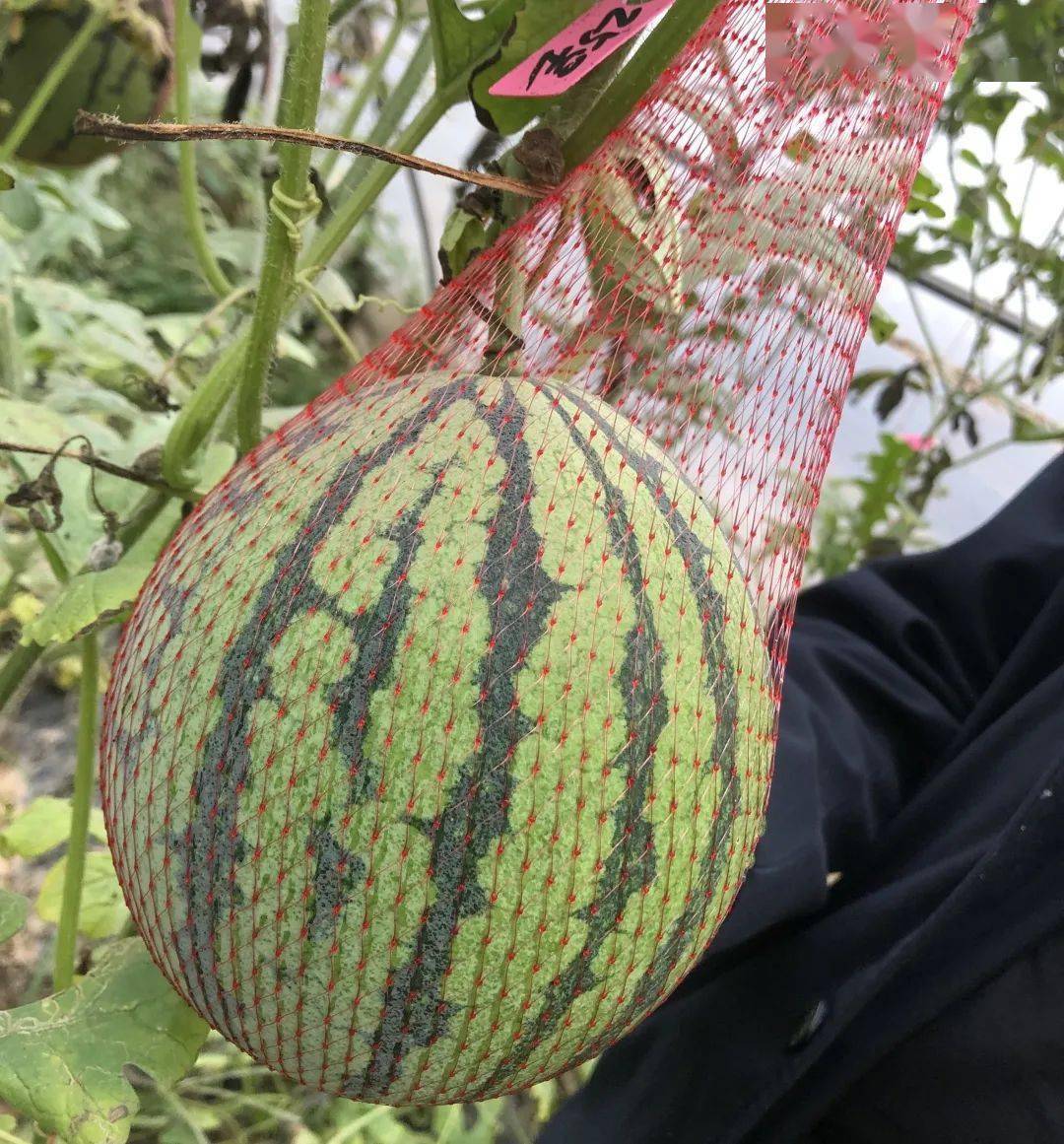 绿皮红瓤绿皮黄瓤黄皮红瓤的奇异果一树结出两种水果阎良这个果园忒