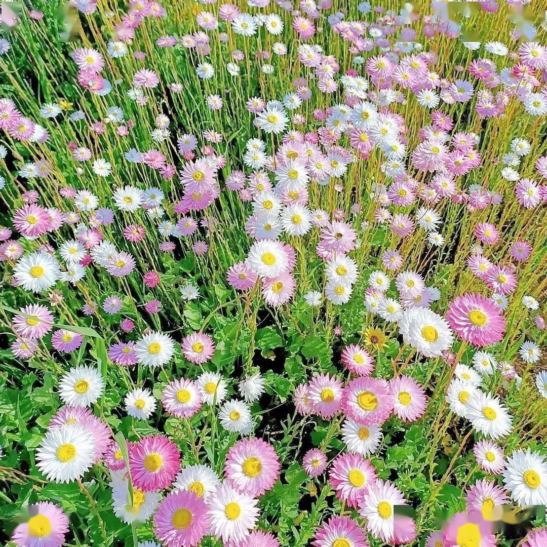 野花花境不起眼的小野花却美得怦然心动