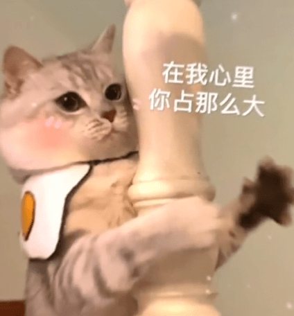 猫咪表情包 你在我心里