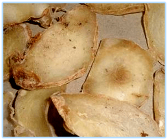 中药知识必学天南星