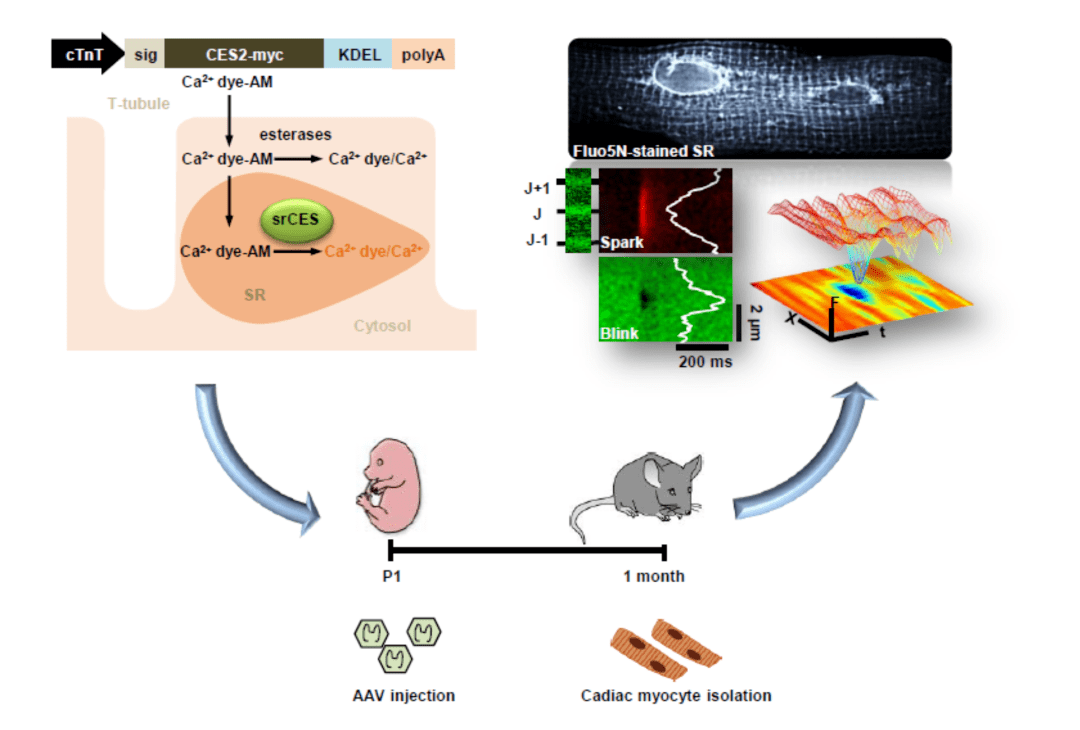 北京大学钙信号研究团队成功开发心脏肌质网钙信号成像新技术