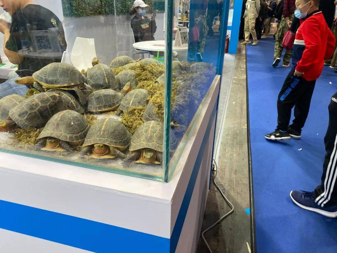 疫情这一年见闻有感2020年的上海龟谷展