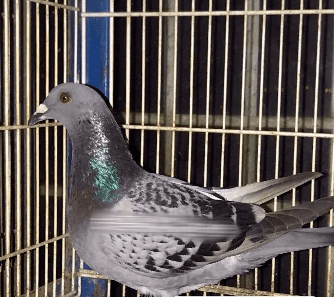 这羽鸽子赢下 7600 多万_比赛