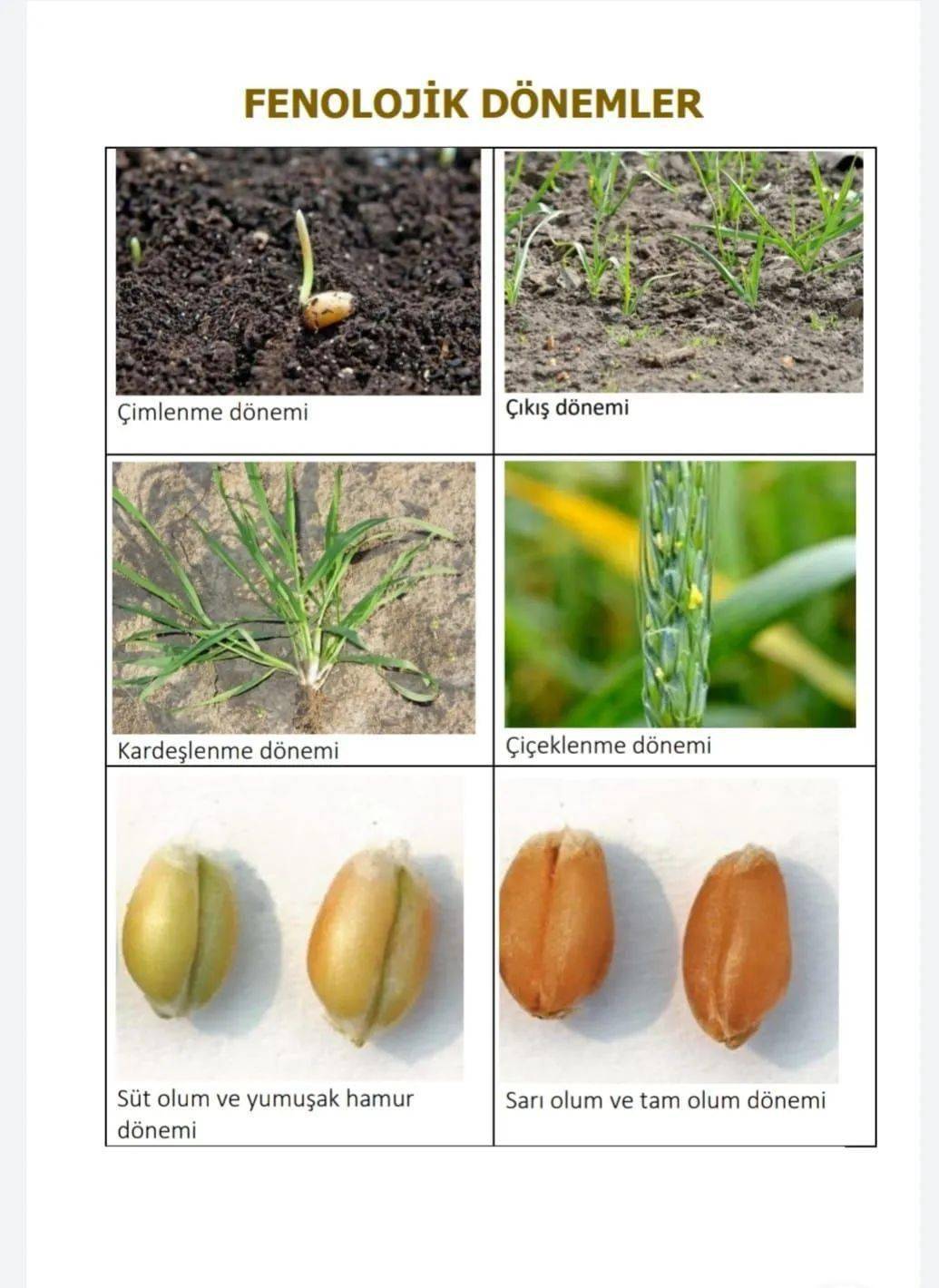 小麦发芽过程示意图图片