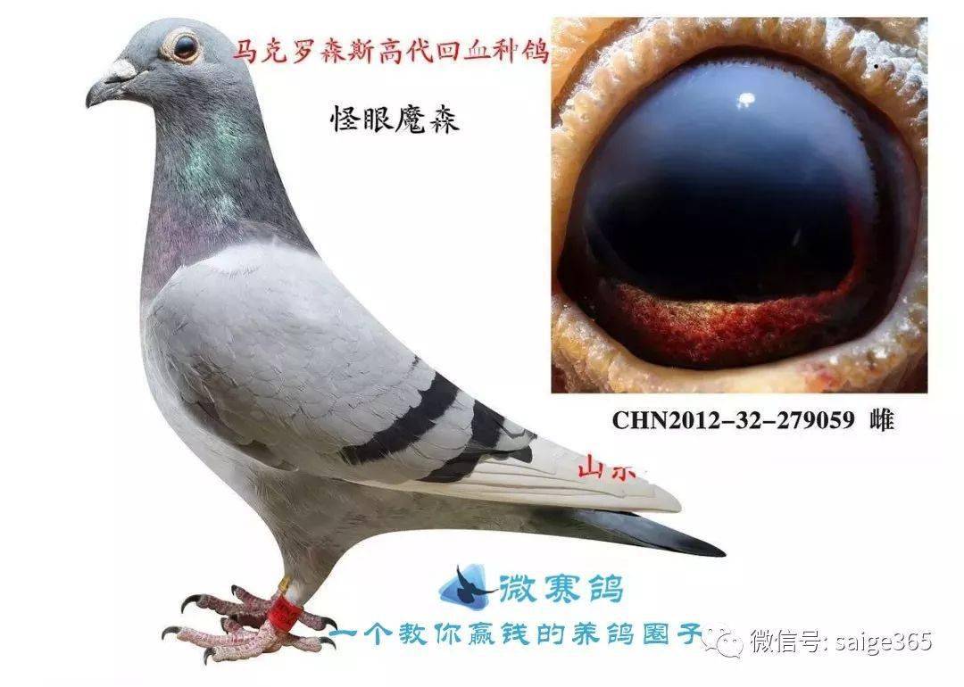 又名怪眼魔森,为马克罗森斯近亲培育.
