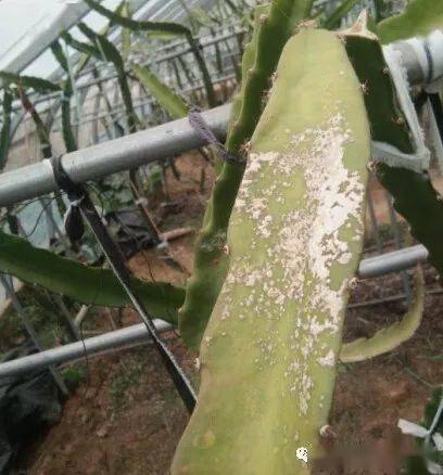 火龙果枝条细弱黄化怎么办