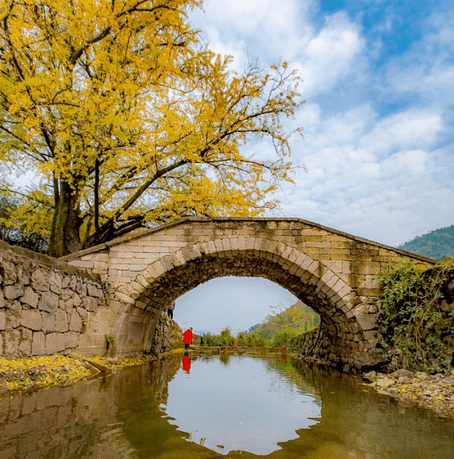 大陈红峰往年银杏图(来自网络)这是因为进入秋天,随着温度降低,叶子的